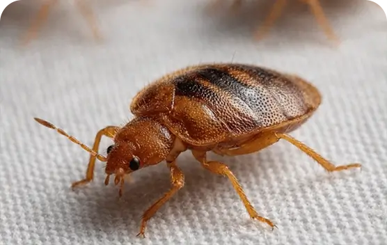 Bed Bug Control