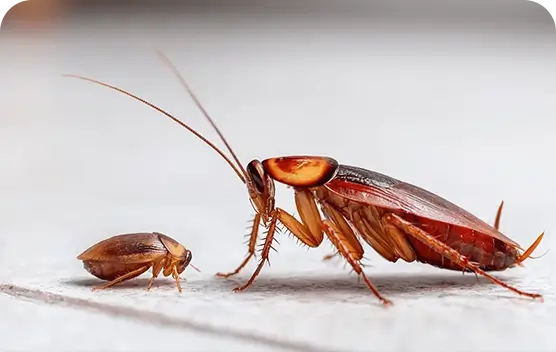Cockroach Control