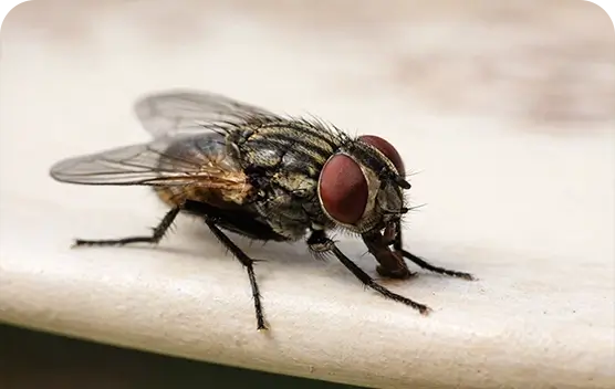 Fly Control