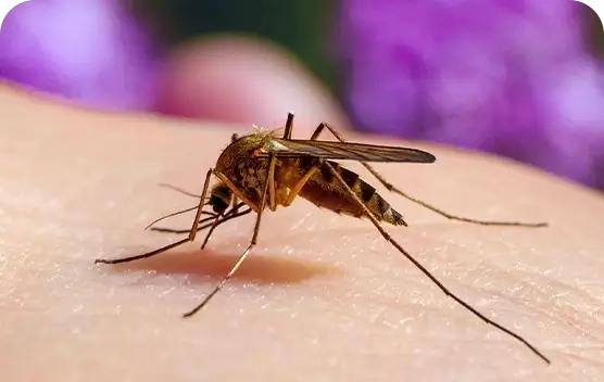 Mosquito Control