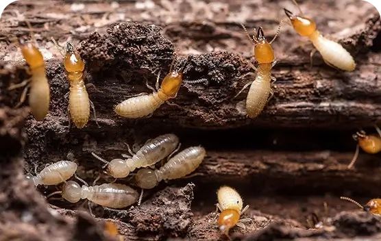 Termite Control